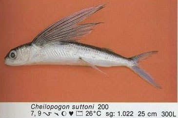 Cheilopogon suttoni